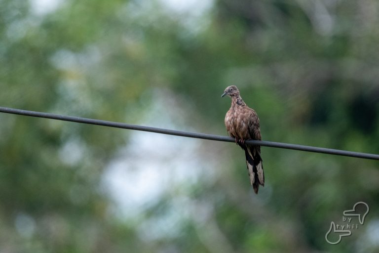 Spotted Dove at 600mm